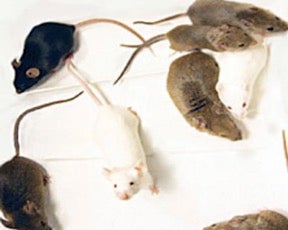 Genetic Diversity Homepage